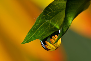 Gentle reflection on the water droplets macro photo