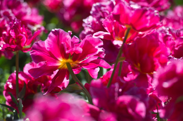  In Full Bloom. Tulips in garden in sunny day. Spring flowers. Gardening.