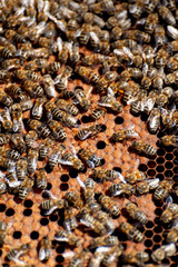 The beekeeper examines bees in honeycombs.