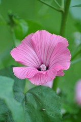 Fototapeta premium Malven im Garten