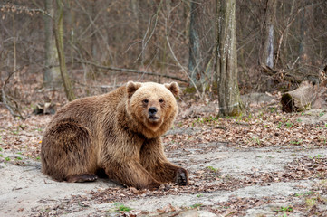 The brown bear (Ursus arctos),  walking in the forest