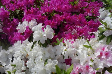 春に咲いたカラフルなツツジの花