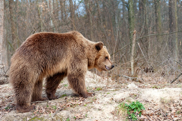 The brown bear (Ursus arctos),  walking in the forest