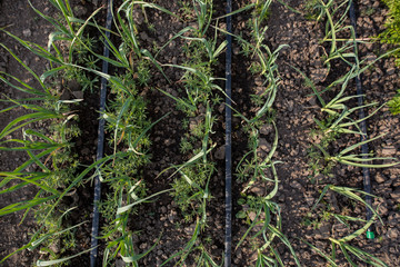 Green onion beds in the garden.