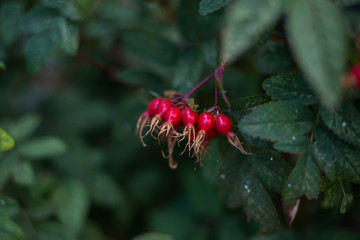 summer in the country is the most beautiful time when the berries are already ripe
