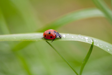 ladybug crawling on a green blade of grass