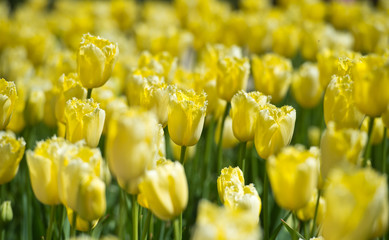In Full Bloom. Tulips in garden in sunny day. Spring flowers. Gardening.