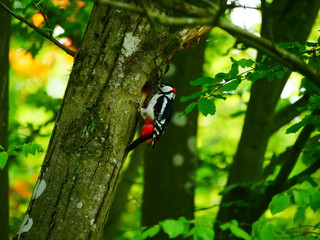 Laupheim, Deutschland: Ein Buntspecht am Baum