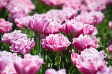 In Full Bloom. Tulips in garden in sunny day. Spring flowers. Gardening.