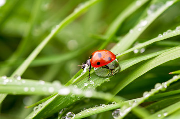 ladybug crawling on a green blade of grass