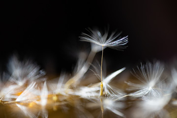 dandelion seeds close up