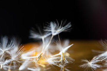 dandelion seeds close up