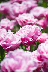 In Full Bloom. Tulips in garden in sunny day. Spring flowers. Gardening.