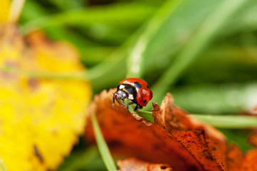 ladybug crawling on a green blade of grass