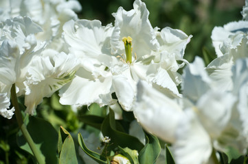 Obraz premium In Full Bloom. Tulips in garden in sunny day. Spring flowers. Gardening. 