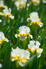 Fototapeta premium Colorful irises in the garden, perennial garden. Gardening. Bearded iris