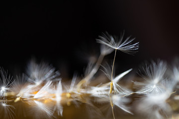 dandelion seeds close up