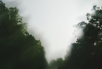 Low Angle View Of Trees Growing In Forest During Foggy Weather