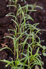 young dill sprouts in the ground