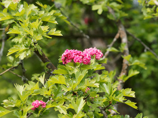 Crataegus laevigata 'Paul's Scarlet - Aubépine à fleur double rose foncé ou aubépine à deux...