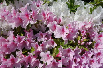 春に咲いたピンクと白のツツジの花