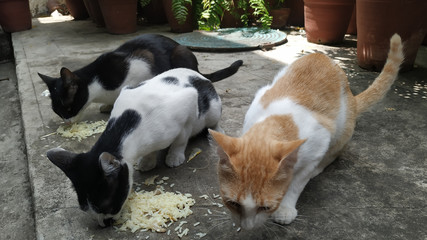 three cat eating