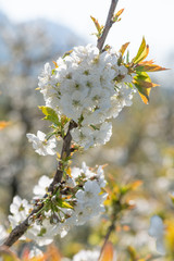 White flowers of cherry tree blossom in early spring	