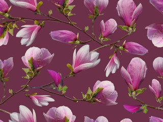 Seamless floral ornament with pink magnolias.