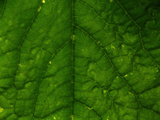 green leaf