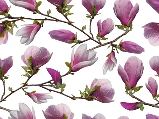 Fototapete Magnolie Nahtlose Blumenverzierung mit rosa Magnolien.