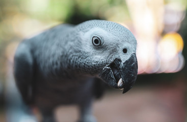 A parrot eats a seed in the park.
