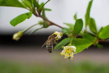 a grey wild bee has flown to a blooming flower and is collecting nectar