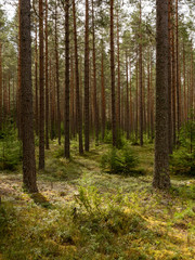 Fototapeta na wymiar Calmness and relaxation forest area.