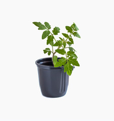 Fototapeta premium young tomato plant in a black pot, isolated on a white background