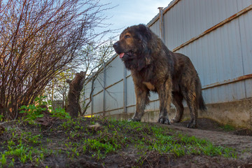 Hero view of a caucasian shepherd dog guarding a countryside dwelling yard