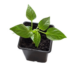 one pepper sprout in a special disposable dish on a white background, top view