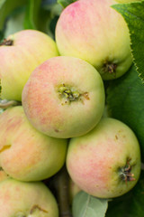 ripe green apples hang on a tree branch