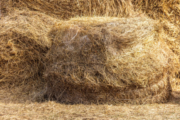 Dry hay on the farm.