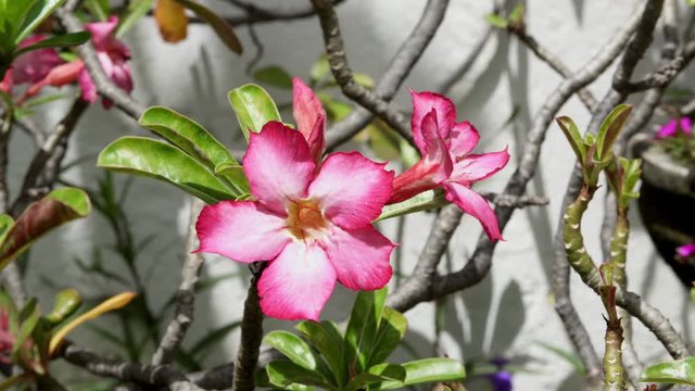 Flores de Bali
