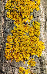 Yellow moss on a tree bark as a background.