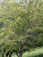 Fototapeta na wymiar Petit arbre aubépine à fleurs rose foncé ou aubépine à fleurs rouges (Crataegus laevigata 'Paul's Scarlet)