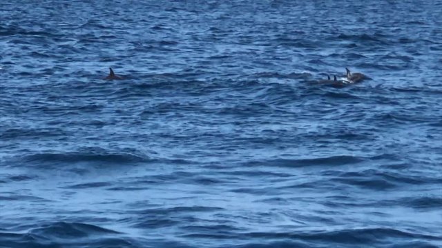 Dolphins in the Indian Ocean