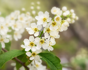 blooming sprig of white cherry close-up on a Sunny day