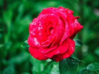 One red rose in the garden closeup