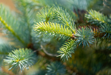 Green coniferous tree branch in the park