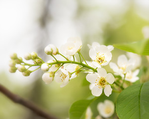 Obraz premium blooming sprig of white cherry close-up on a Sunny day