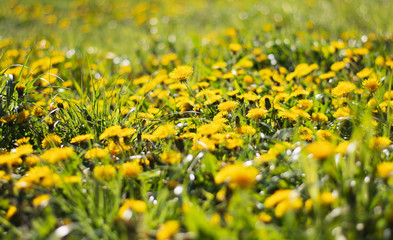 Close up of yellow dandelions in a field. Spring flowers landscape