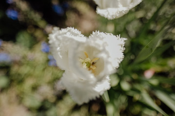 Flowers in Springtime