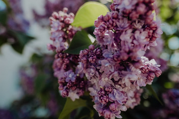 Flowers in Springtime