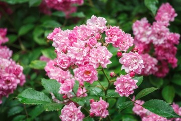 Brush flowering shrub roses